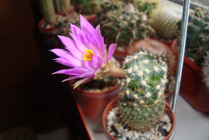 M. roczekii