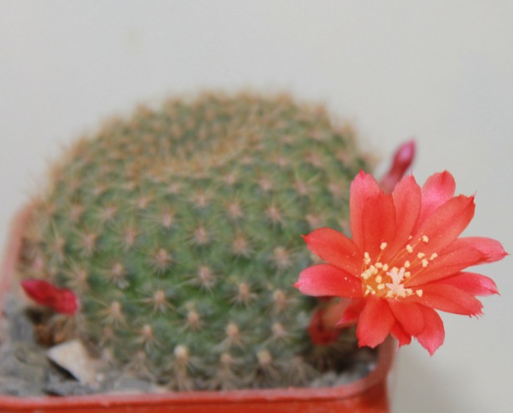 Rebutia krainziana
