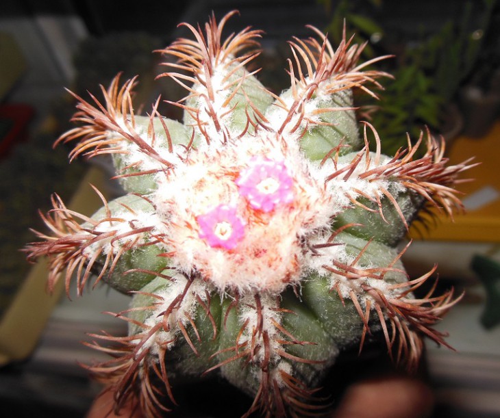 Melocactus matanzanus