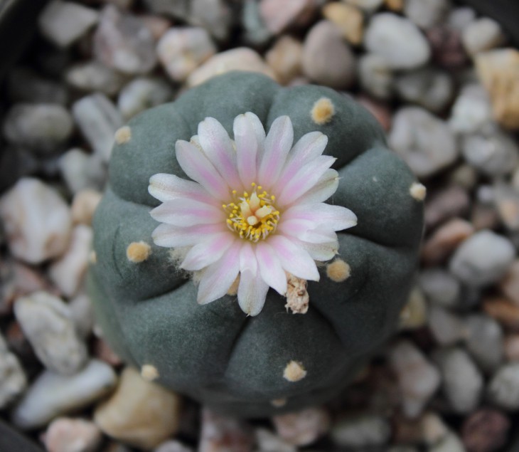 L. williamsii