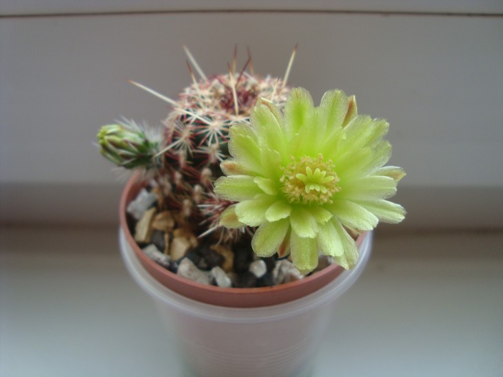Ehinocereus viridiflorus
