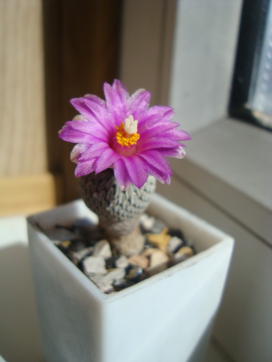 Turbinicarpus pseudopectinatus