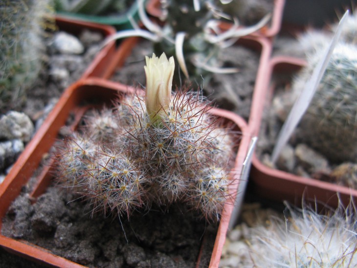 M.prolifera