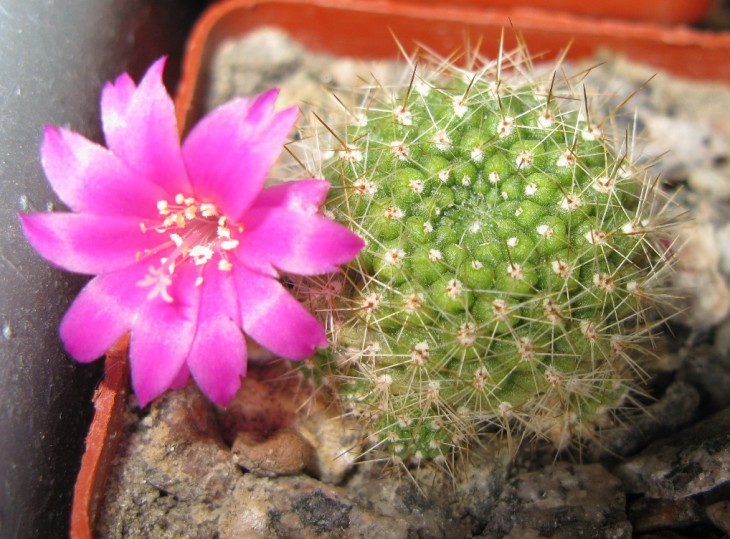 R.vialociflora