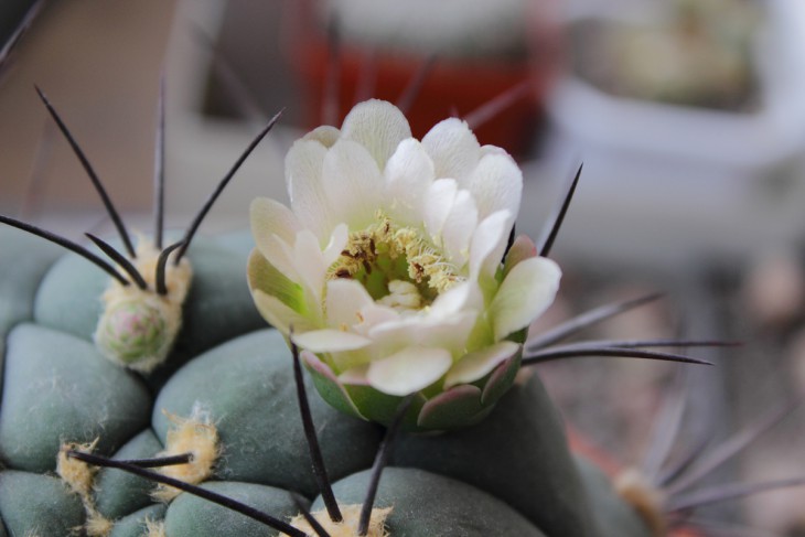 Gymnocalycium saglione