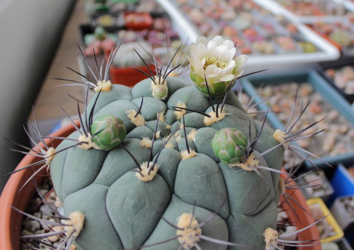 Gymnocalycium saglione
