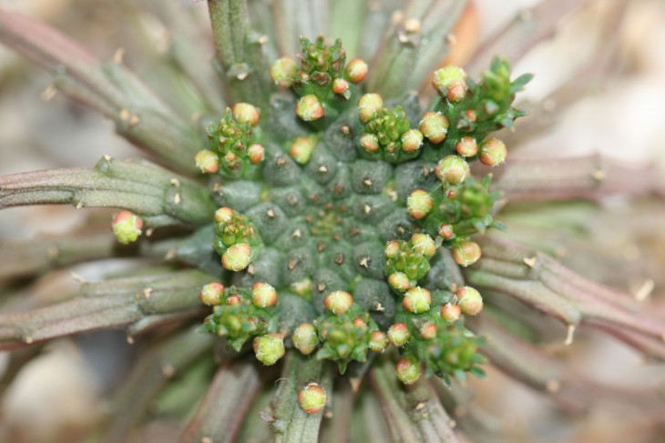euphorbia caput-medusae
