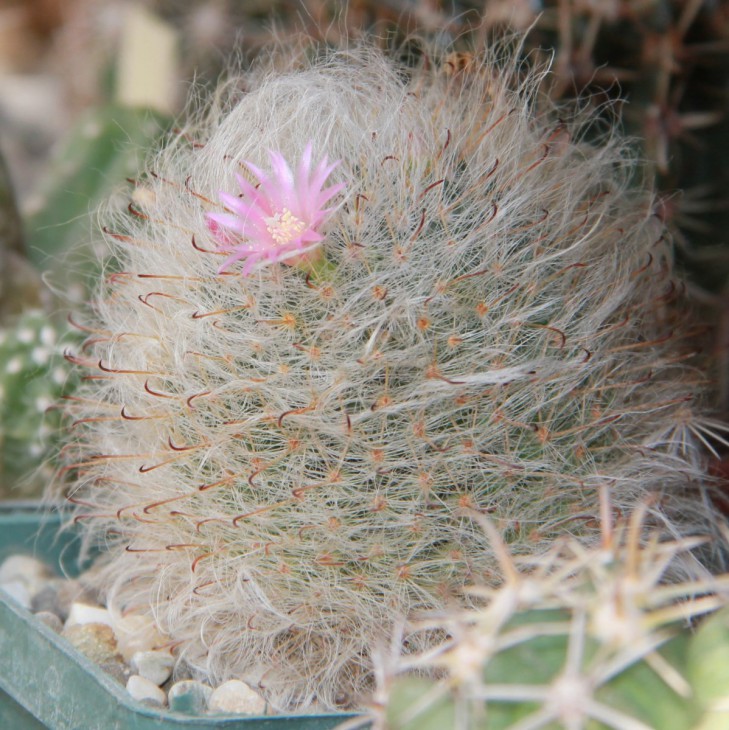 Mammillaria bocasana v.rosea