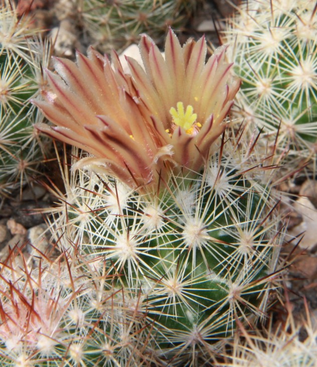 Escobaria runyonii