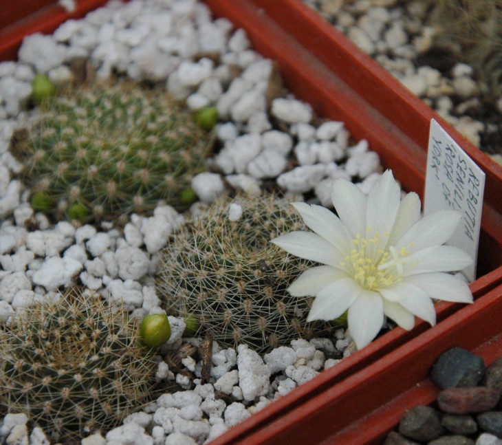 Rebutia senilis cv. 'Rose of York'