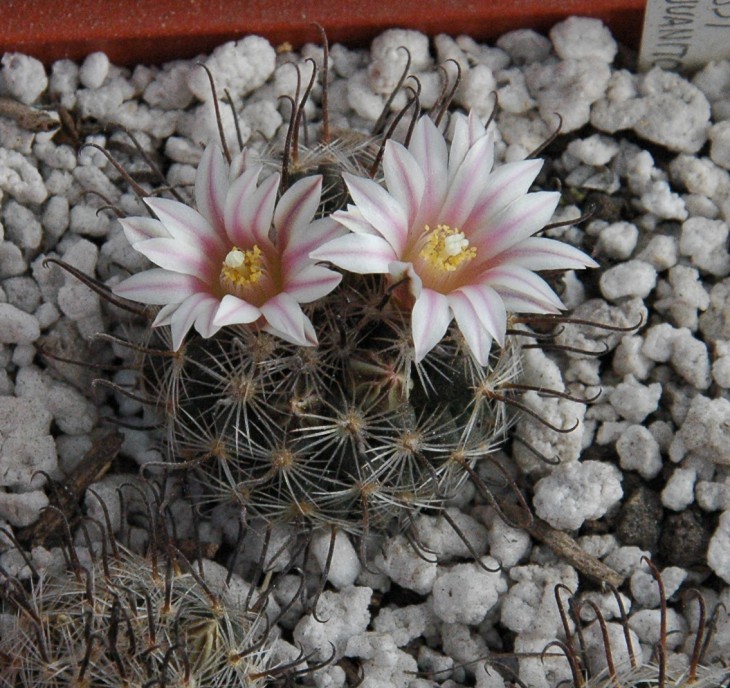 Mammillaria weingartiana SB 831
