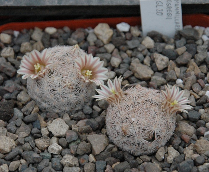 Mammillaria egregii GL 20