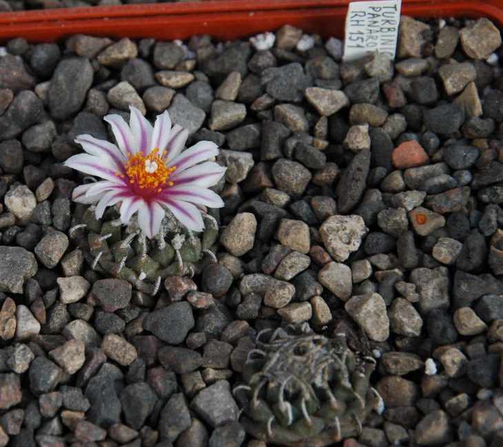 Turbinicarpus panarottoi RH 151