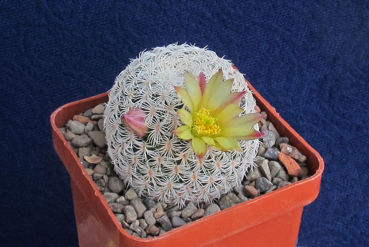 Mammillaria solisioides