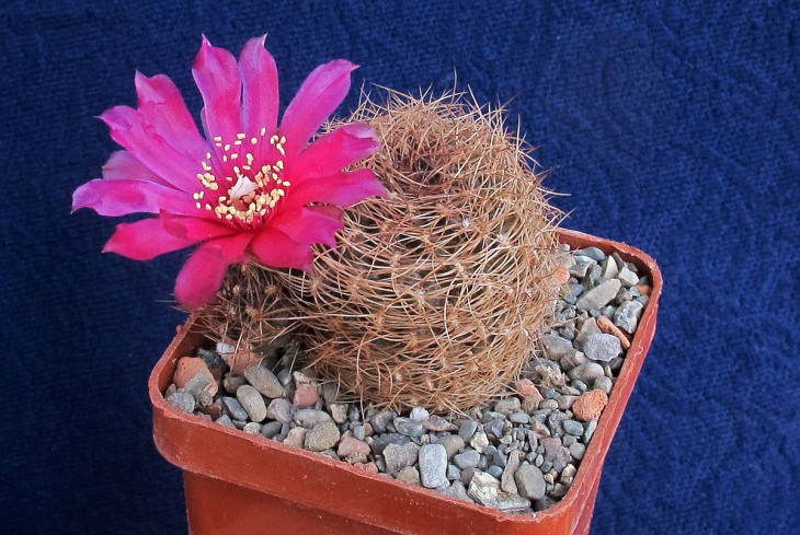 Sulcorebutia tiraquensis