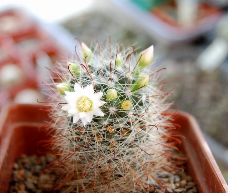 Mammillaria zeilmanniana v. albiflora