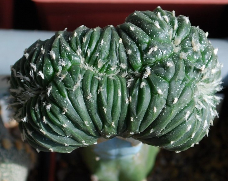 SI_S0001-6-5аа   A. asterias cv. Line areoles..jpg