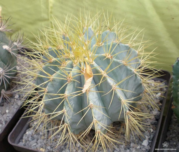 Ferocactus glaucescens FG Tit.JPG