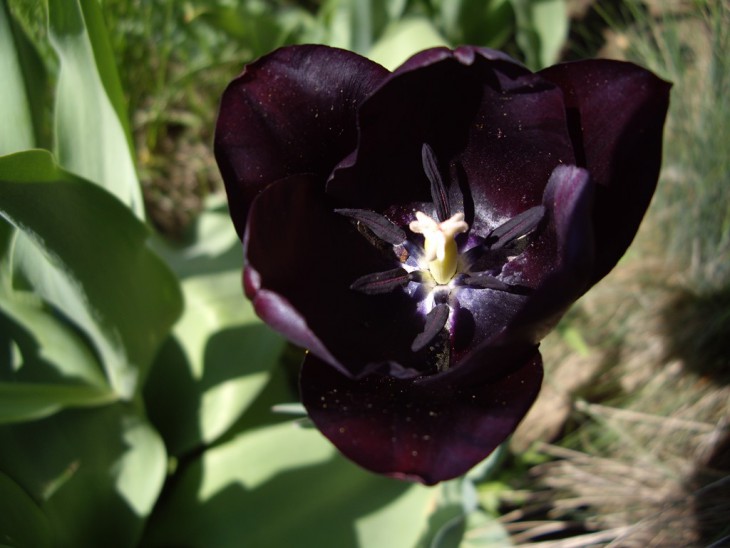 IMGP9636.jpg