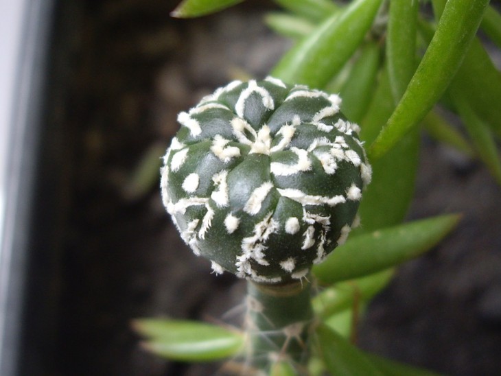 IMGP9735.jpg