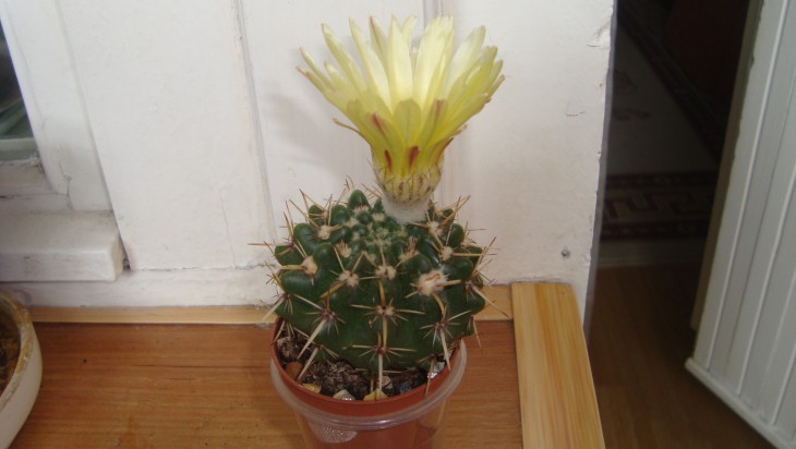 Noto. submmamulosus
