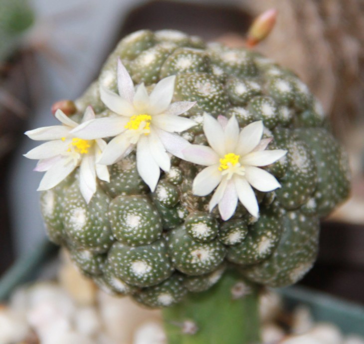 Blossfeldia liliputana