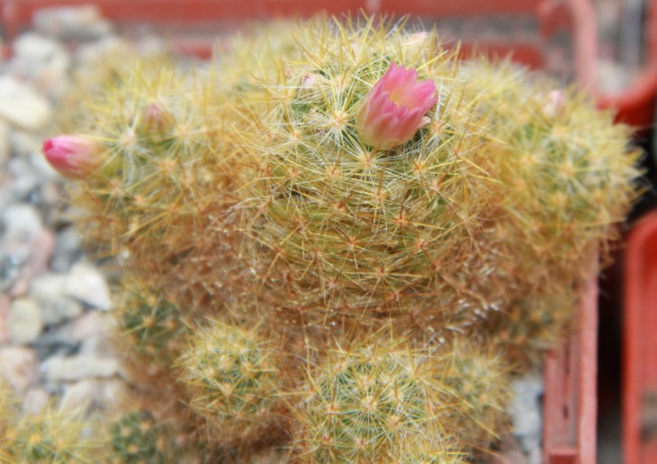 Mammillaria prolifera cv.'L'ami Lode'