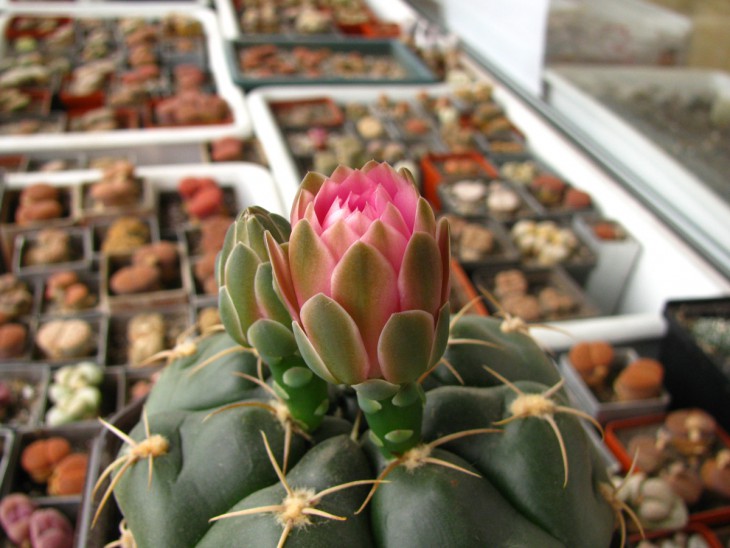 Gymnocalycium denudatum 'Jan Suba'