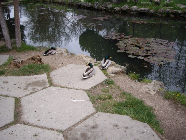IMGP9817.jpg