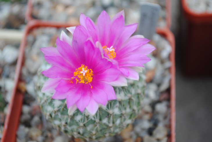 DSC_7409.JPG