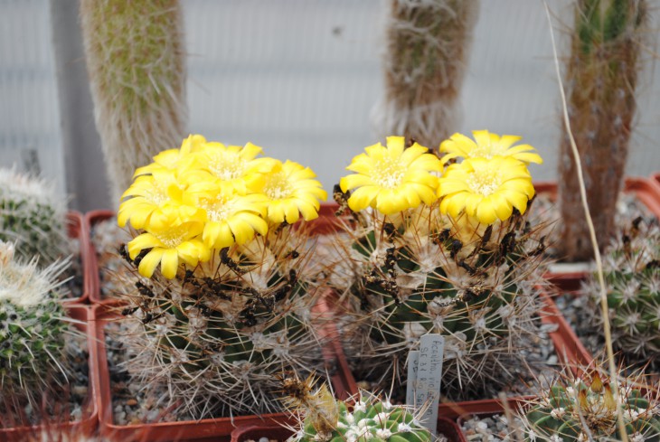 DSC_7414.JPG