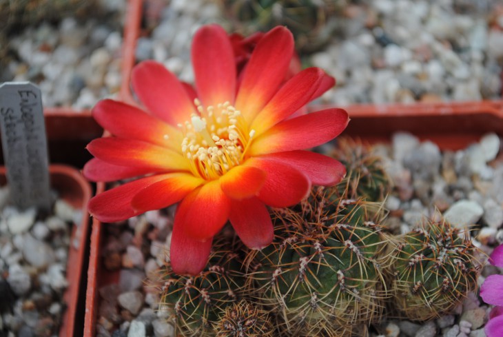 DSC_7419.JPG