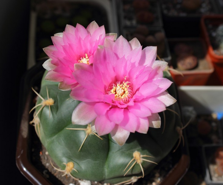 Gymnocalycium denudatum 'Jan Suba'