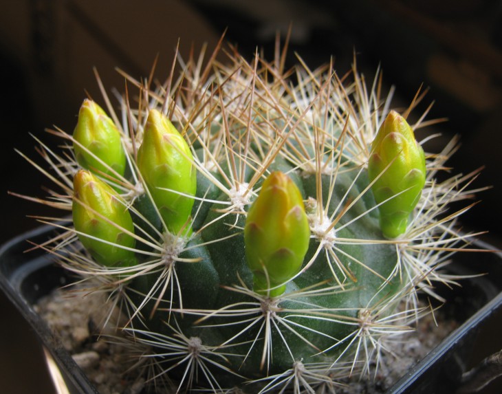 Weingartia neocumingii.JPG
