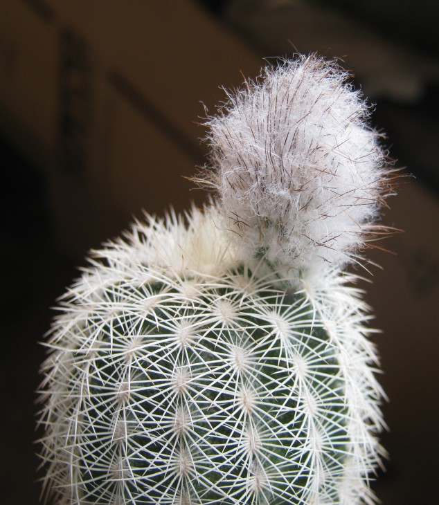 Echinocereus scopulorum.JPG