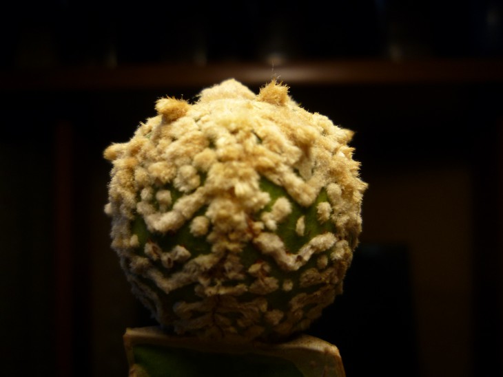 asterias cv.SK Silk.