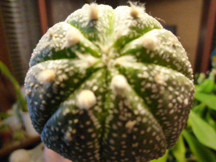 asterias cv.SK Turtle.