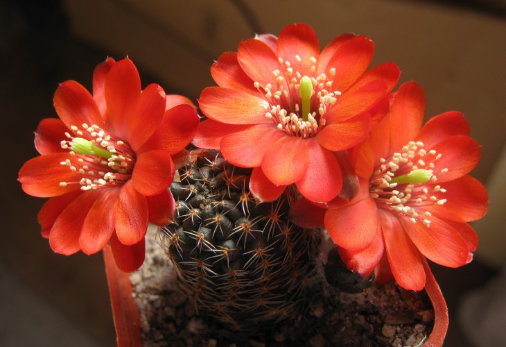 Mediolobivia iscayachensis
