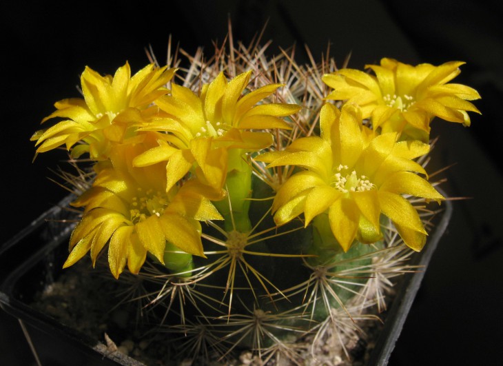 Weingartia neocumingii