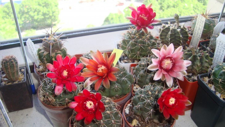 G. baldianum hibr.