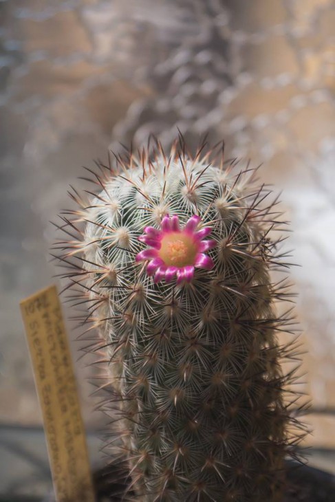 Mammillaria microhelia.jpg