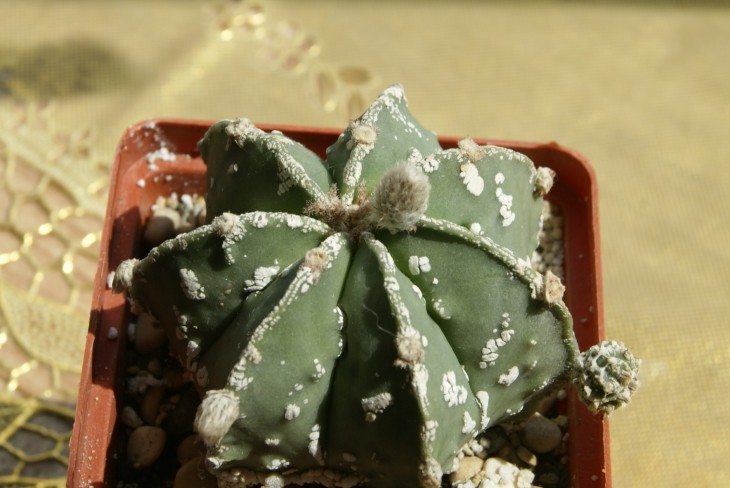 miriostigma cv.fukuryu
