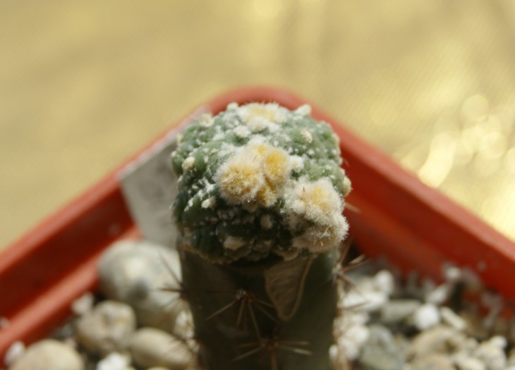 asterias cv.kiko crestata