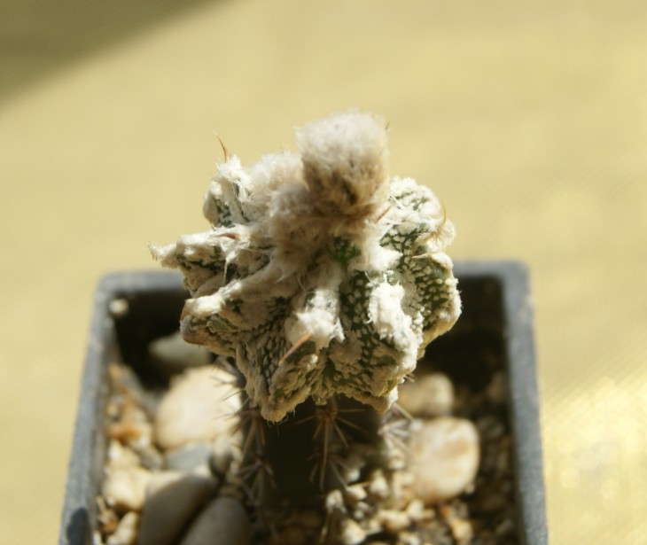 ornatum cv. fukuryu