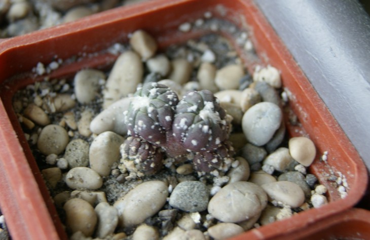 asterias cv. kiko variegata