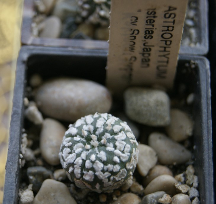 asterias japan sk cv. snow supar