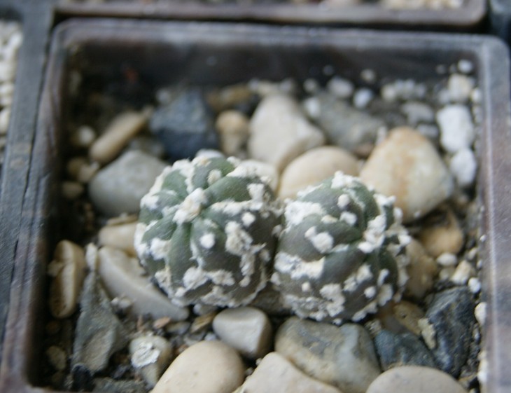 asterias cv.kiko