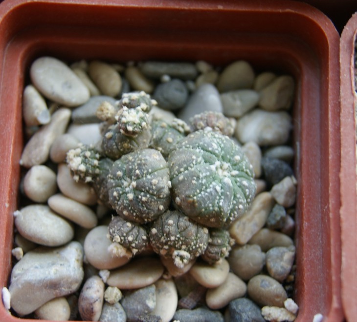 aterias hybr