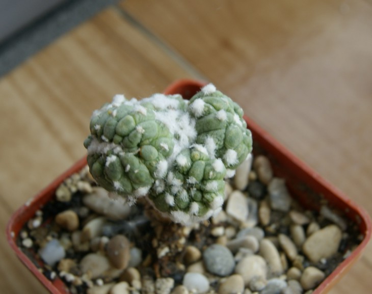 asterias cv.kiko mon