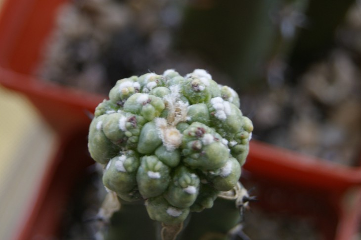 asterias cv.kiko